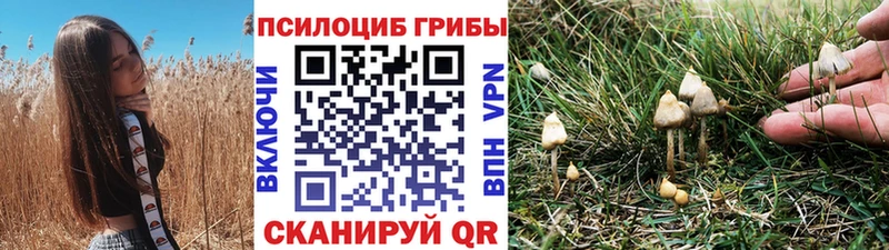 Галлюциногенные грибы Psilocybe  Купить закладки  Ессентукская 